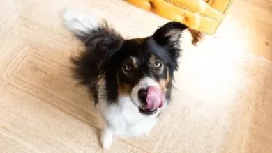 Pulík s vystrčeným jazykem hledící nahoru