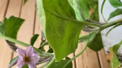 Flowering shrub plant
