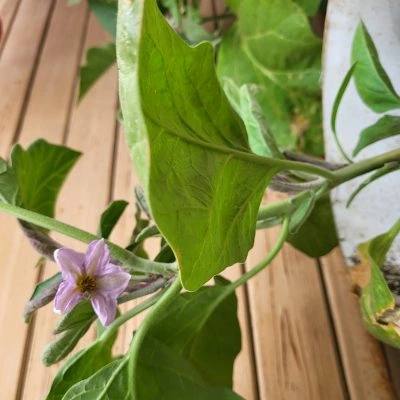 Flowering shrub plant