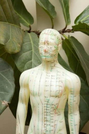 Model lidského těla s akupunkturními body pro moxování.