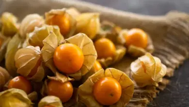 Skládku zralých oranžových plodů kerblíku lesního s papírovými obaly.