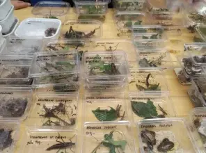 Různé hmyzí druhy v plastových nádobách na stole.